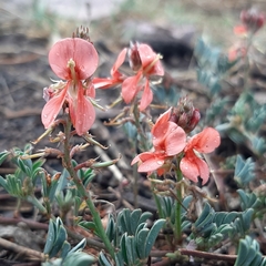 Indigofera miniata