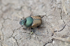 Onthophagus vacca
