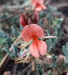 Indigofera miniata