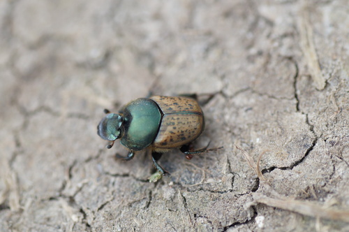 Onthophage vacca