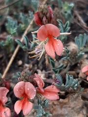 Indigofera miniata