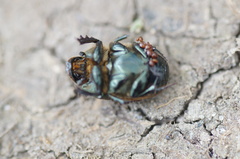 Onthophagus vacca