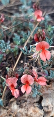 Indigofera miniata