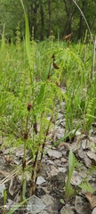 Equisetum sylvaticum