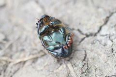 Onthophagus vacca