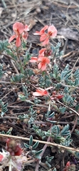 Indigofera miniata