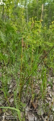 Equisetum sylvaticum