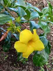 Allamanda schottii