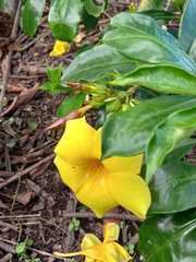 Allamanda schottii