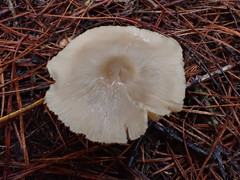 Entoloma baronii