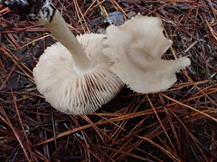 Entoloma baronii