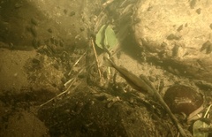 Richardsonius balteatus