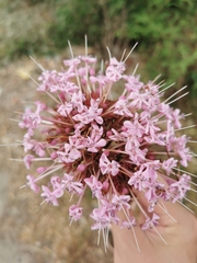 Clerodendrum bungei