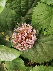 Clerodendrum bungei