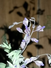 Polygala sibirica