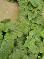 Clerodendrum bungei