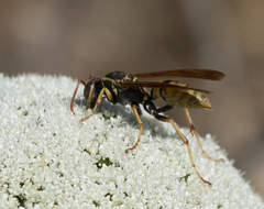 Polistes aurifer