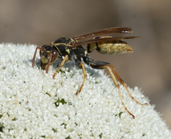 Polistes aurifer