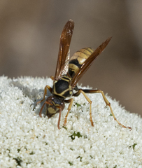 Polistes aurifer