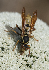 Polistes aurifer