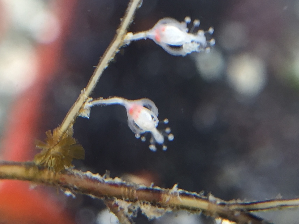 feather hydroid