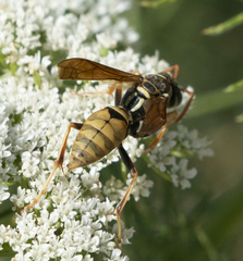 Polistes aurifer