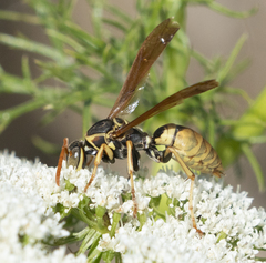 Polistes aurifer