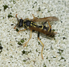Polistes dominula