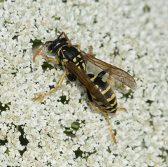 Polistes dominula