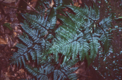 Dryopteris sordidipes