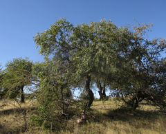 Ozoroa paniculosa