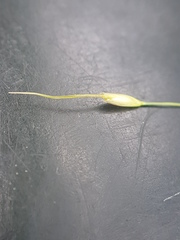 Piptatheropsis canadensis