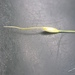 Canadian Ricegrass - Photo (c) Rob Routledge, some rights reserved (CC BY-NC), uploaded by Rob Routledge