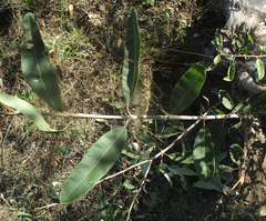 Ozoroa paniculosa
