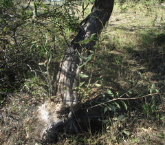 Ozoroa paniculosa