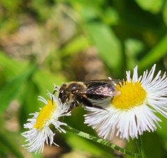 Andrena vicina