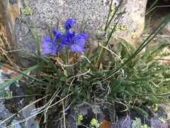 Polemonium viscosum