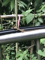 Takydromus formosanus