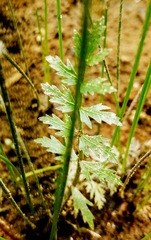 Cardamine impatiens