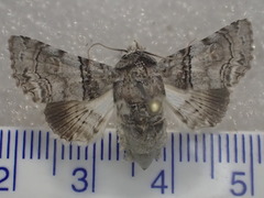 Aplotelia tripartita