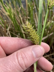 Carex exsiccata