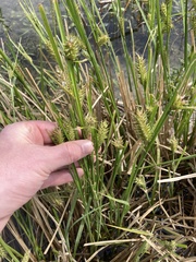 Carex exsiccata