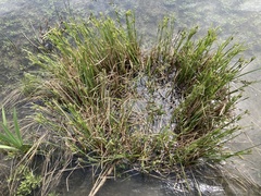 Carex exsiccata