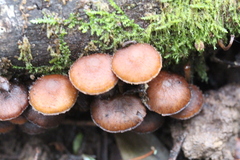 Hypholoma brunneum