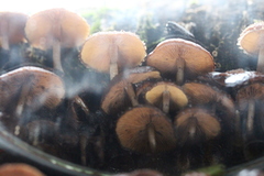 Hypholoma brunneum
