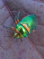 Lampromicra senator