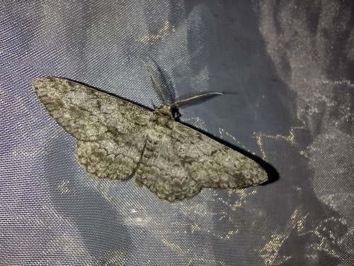 kôrovka dubová (Hypomecis roboraria)