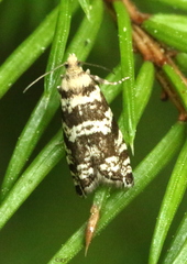 Epinotia tedella