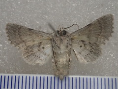 Aplotelia tripartita