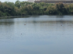 Tachybaptus ruficollis